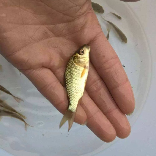 宜良县鲤鱼苗 鲤鱼鱼苗