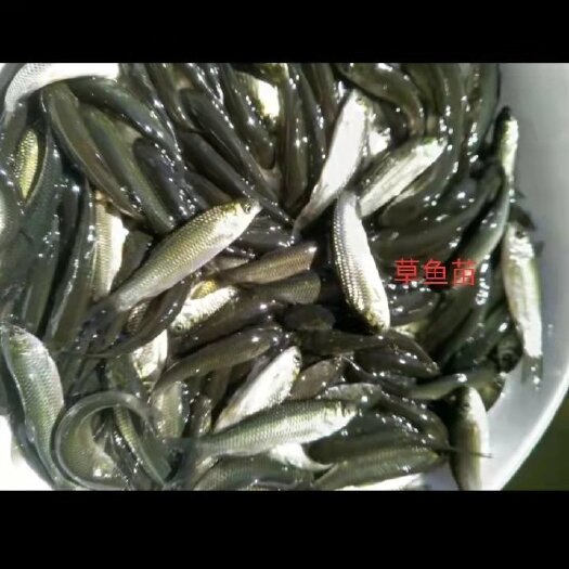 重庆市一手货源，鲫鱼苗，青波，银鳕鱼，花白鲢，丁桂，黄腊丁，