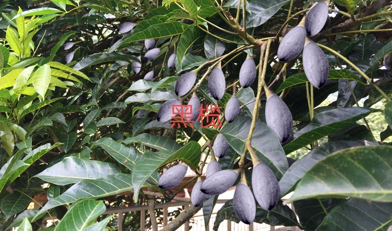 藤县黑橄榄苗 黑榄苗，大核工艺榄苗