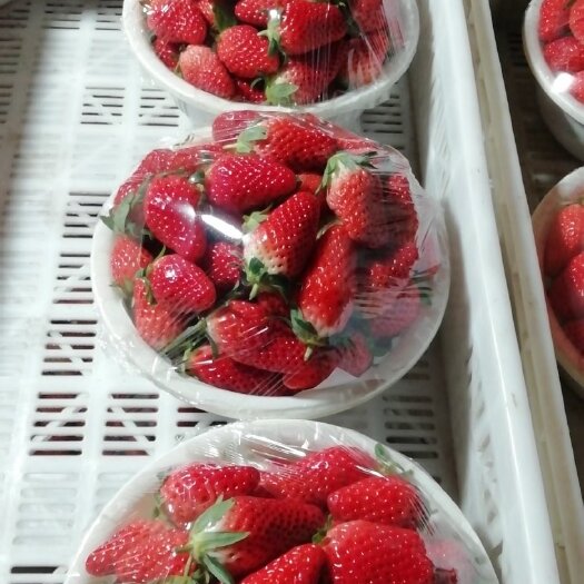 济南 甜宝草莓口感，大量上市，诚招实力经销商