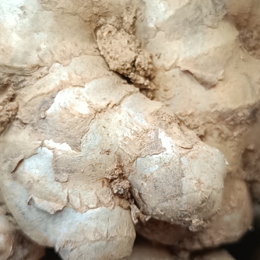 临沧紫（黑）姜 生姜，紫姜黄姜是一起的