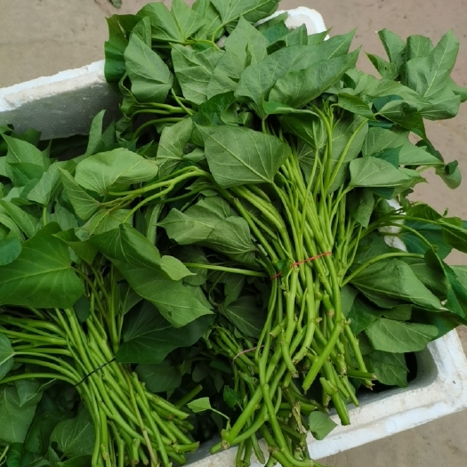 苕尖 广东番薯叶 地瓜叶苗 食用型苕嫩尖苗专吃叶子阳台蔬菜福薯
