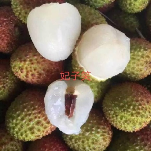 藤县桂味荔枝苗 桂味荔枝，妃子笑