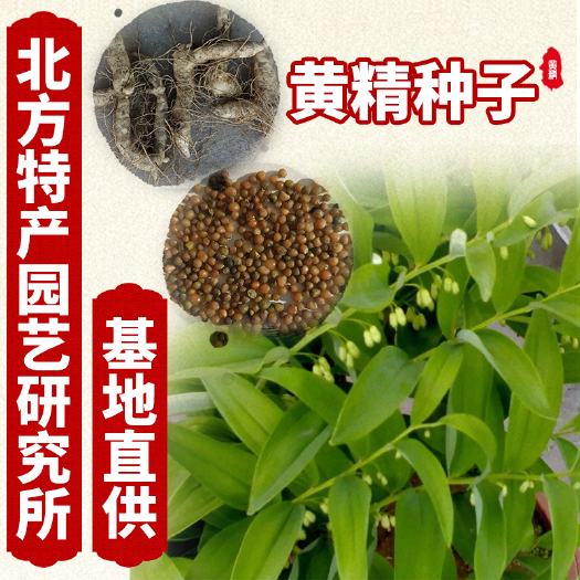 通化县出售新采摘黄精种子，提供种子种植资料