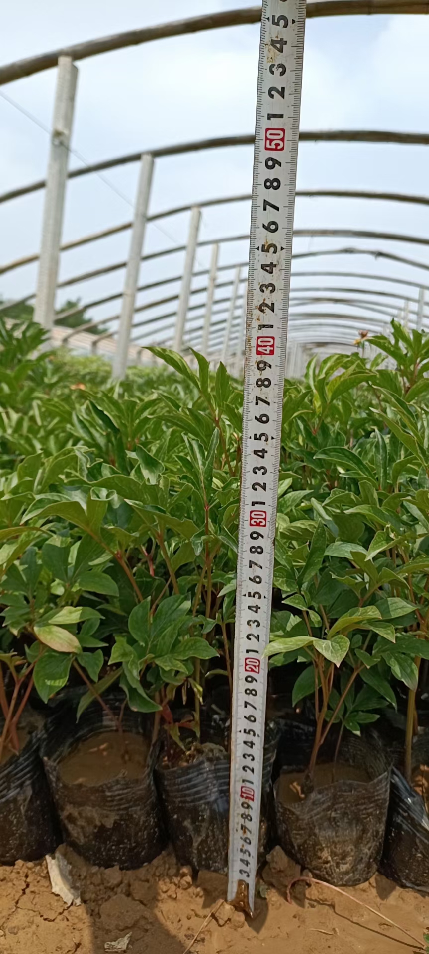 美丽芍药 芍药 绿化芍药 牡丹 基地直供质优价廉