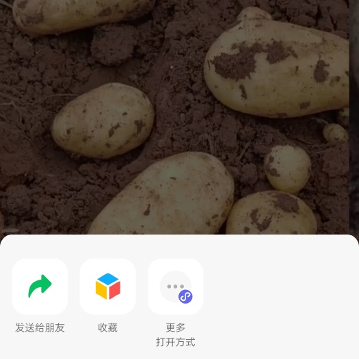 黄皮 土豆，黄皮黄心