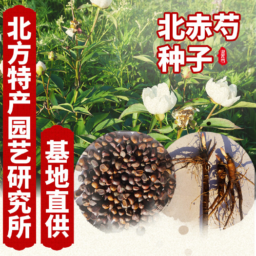 通化县芍药种子   出售新采摘北赤芍种子，免费提供种子种植资料