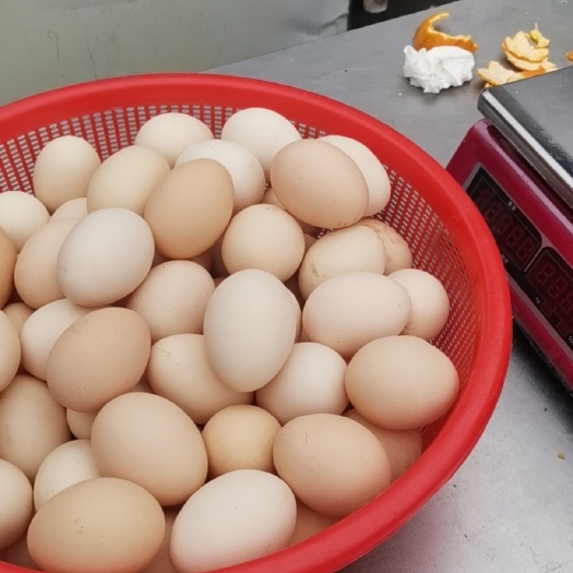汕头土鸡蛋