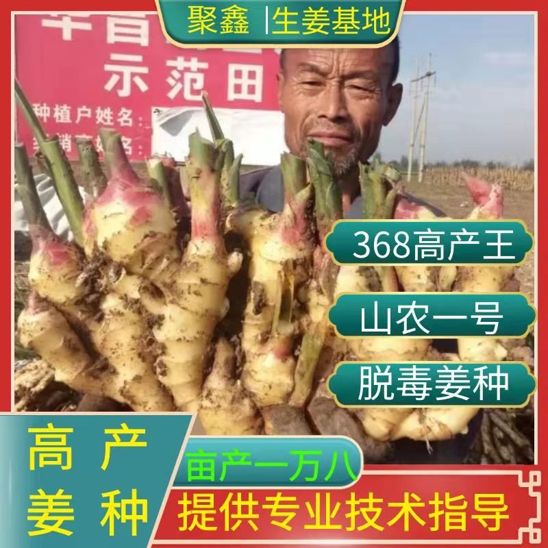 沂水县进店咨询就送技术  368高产姜种 狮子头姜种 亩产一万五