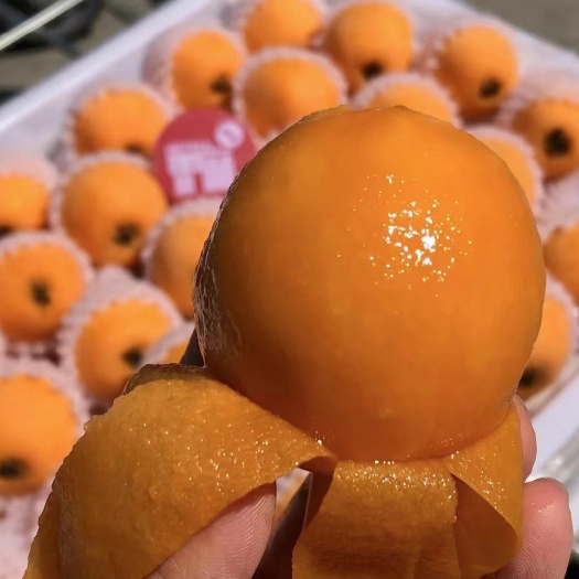 成都特级攀枝花枇杷果新鲜水果包邮5斤当季早春早中大果琵琶顺丰