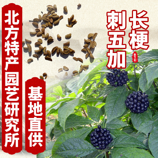 通化县刺五加种子  出售新采摘刺五加（长梗）种子，提供种子种植资料