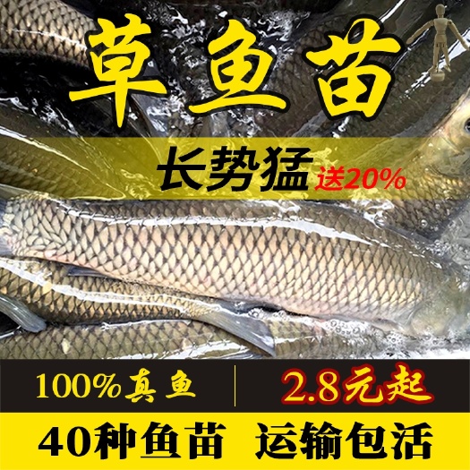 邳州市草鱼苗   大青鱼苗活体淡水养殖鱼苗冷水乌皖鱼灰草鱼螺蛳青