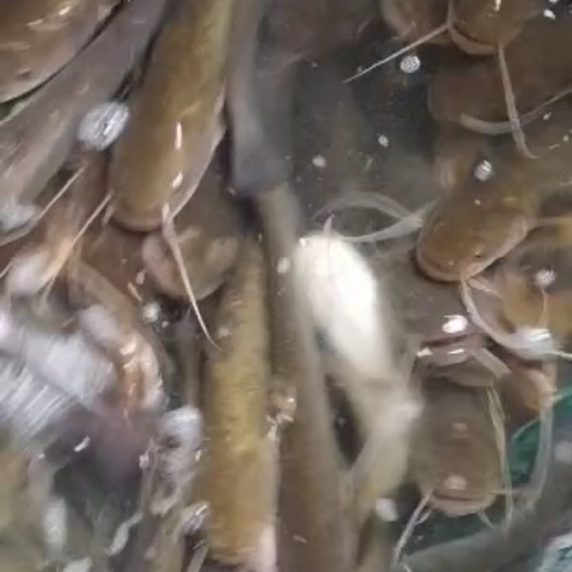 乌鳢 土财鱼土鲶鱼