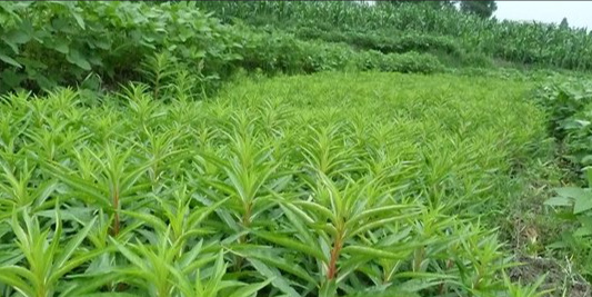 建瓯市 供应 仙草 仙草干品  仙草苗