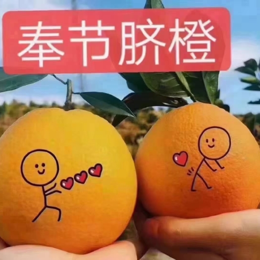 奉节 奉节脐橙，重庆奉节。新鲜带叶果。