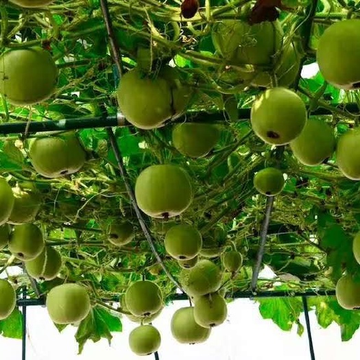 鄱阳县香芋冬瓜 迷你小冬瓜种子