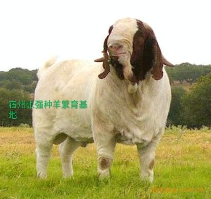 宿州纯种波尔山羊，种公种母羊怀孕母羊大耳朵生长快产羔多适应能力强