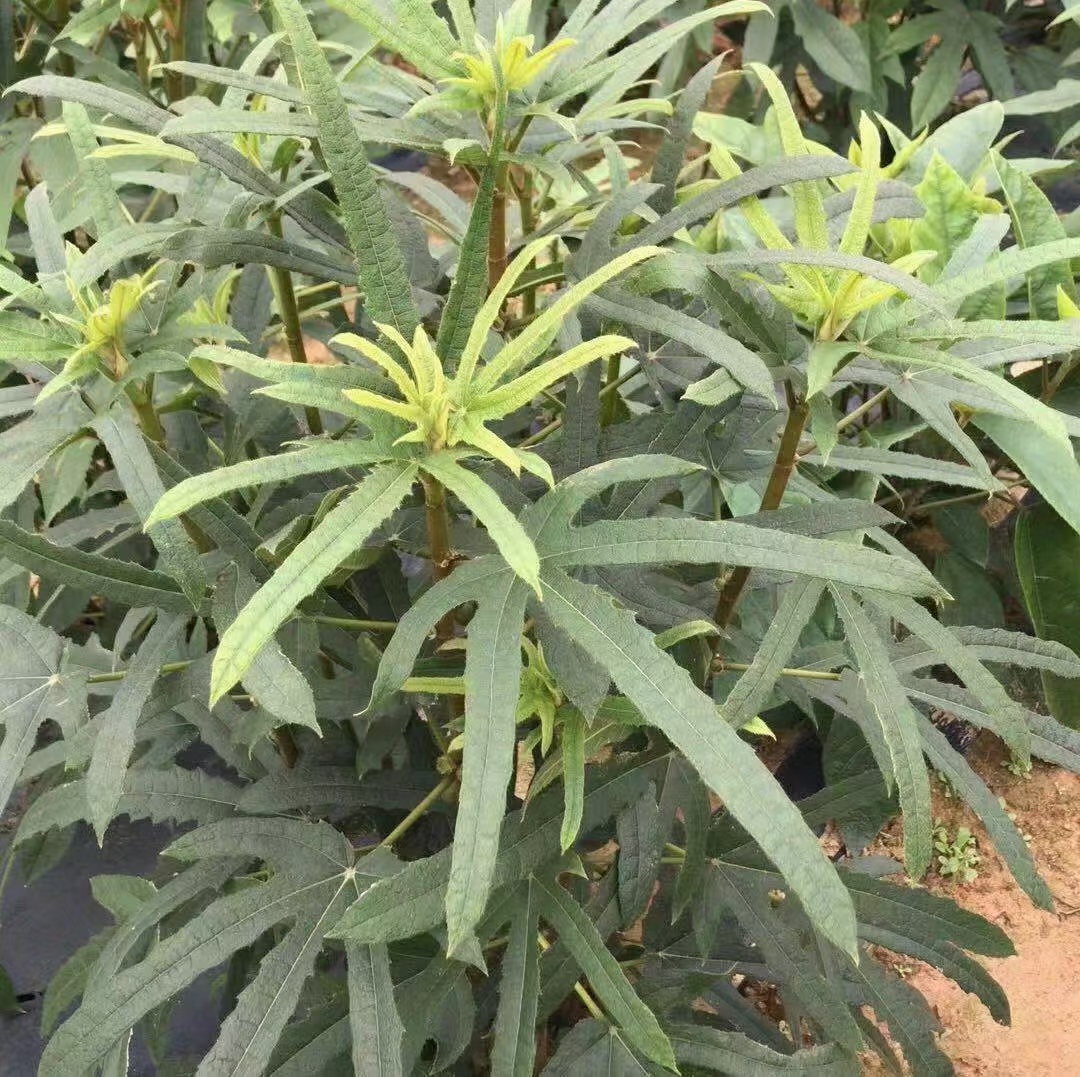  中藥材植物五指毛桃苗