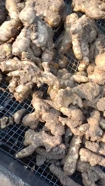 正定县 本地大黄姜