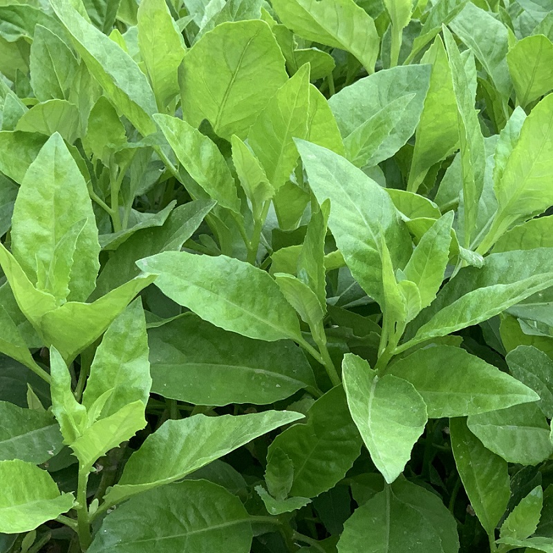 富贵菜苗 明月草苗盆栽白背菜蔬菜种植食用白子菜植物金鸡