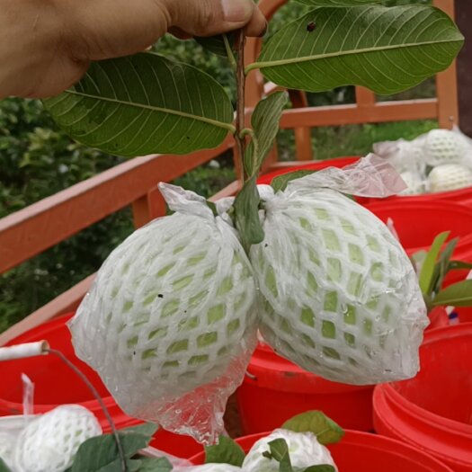 廉江市番石榴 口感好  香脆甜