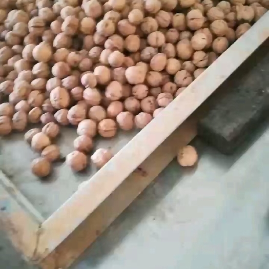 平阴县薄皮核桃 核桃干果