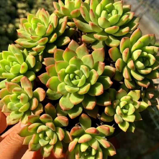 兴仁市多肉植物 马库斯多肉