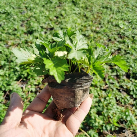 青州市 三叶委陵菜盆栽苗价格，委陵菜种植基地批发，三叶委陵菜货源充足