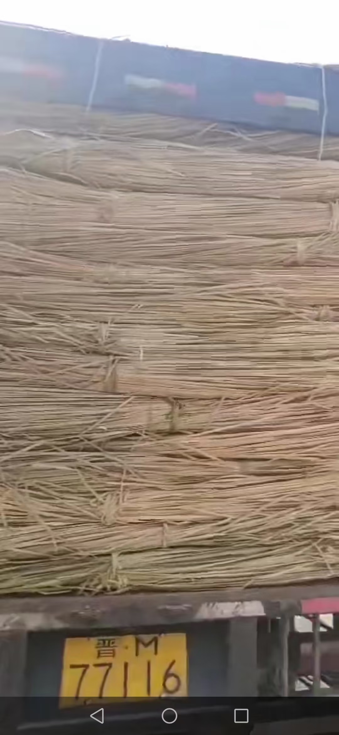 苏州干蒲草 有大量的干芦苇蒲草出售价格优惠