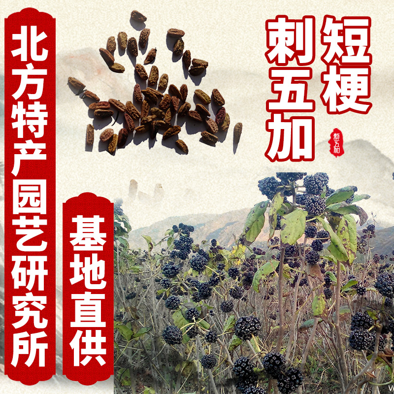 通化县刺五加种子 出售刺五加短梗种子，免费提供种子种植资料