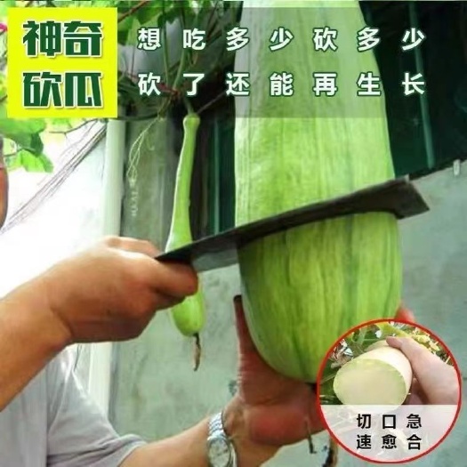 邵东市精品砍瓜种子种籽四季种植特大农家秧巨型菜瓜爬藤藤蔓蔬菜孑种