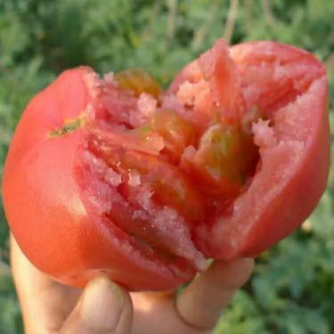 夏邑县嘉美2号硬粉西红柿种子，耐热耐裂，抗病能力强，适宜露地种植