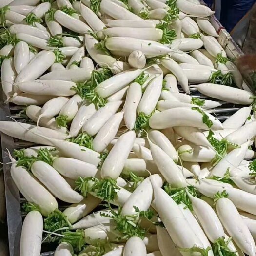 沙洋县【精品】湖北萝卜，白萝卜各种规格包装 品质保障 货源充足