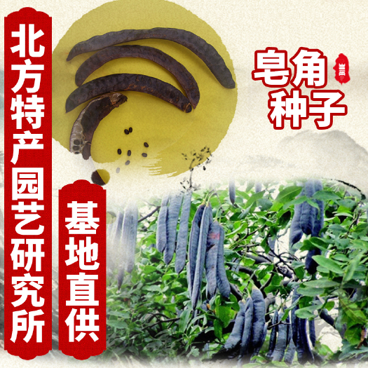 通化县出售皂角种子，免费提供种子种植技术资料