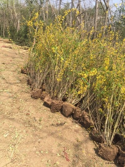 夏县 连翘苗、山西连翘苗、药用连翘苗批发供应商