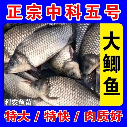 邳州市鲫鱼苗   鲫鱼鱼苗活体淡水养殖中科五号工程鲫湘云鲫