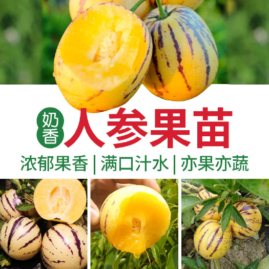 寿光市人参果苗 人参果人生果果树