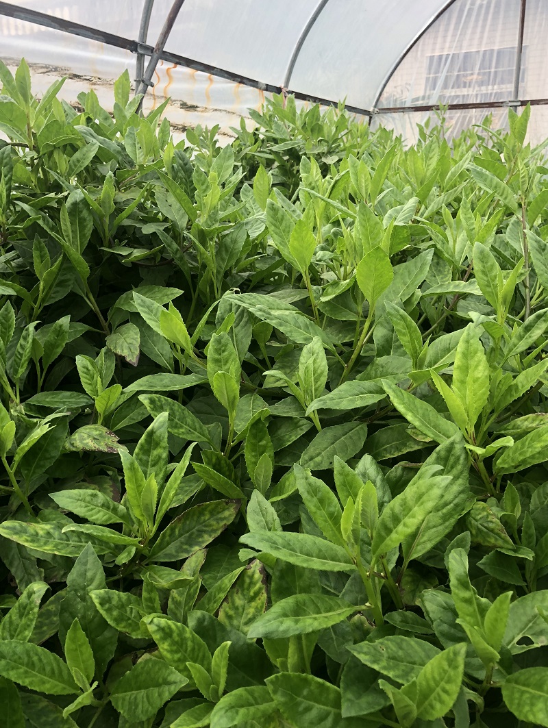 富贵菜苗 明月草苗盆栽白背菜蔬菜种植食用白子菜植物金鸡