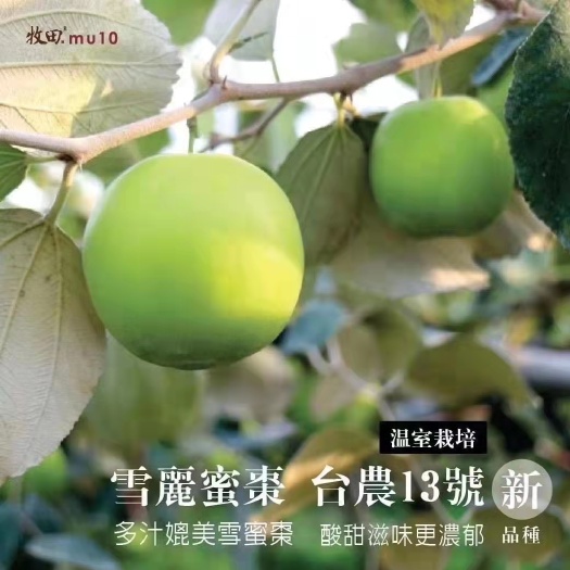 南宁青枣苗 枣树苗，台农13号雪丽密枣，青枣，盆裁地栽
