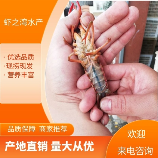 潜江市小龙虾 湖北省潜江市  小青 中青 大青