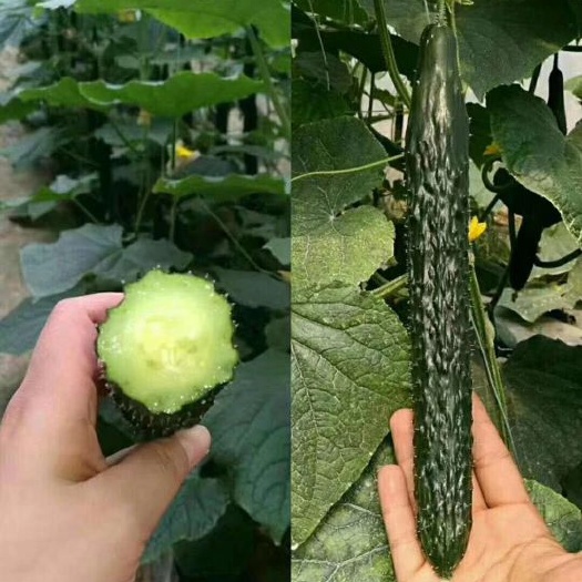 夏邑县新发现黄瓜种子，耐热抗病能力强，翠绿肉结瓜多，适合春夏秋露地