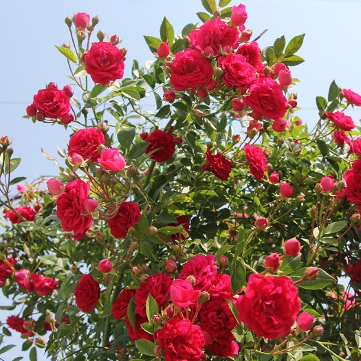 沭阳县 红木香花苗盆栽室内外庭院花卉浓香爬藤植物耐寒四季开花不断