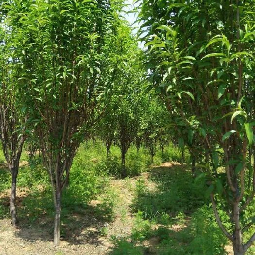 绛县 龙柱碧桃价格、产地龙柱碧桃批发、山西运城
