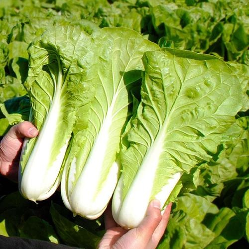 阳高县奶油 快菜