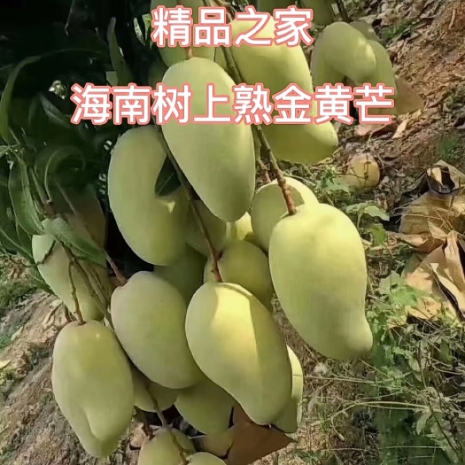 乐东县水仙芒果 海南 金黄芒，一件代发，好评率达到百分99以上，
