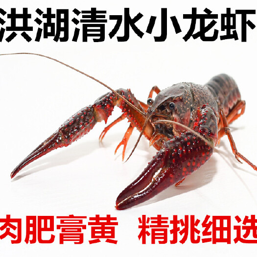 洪湖市洪湖清水小龙虾 湖北小龙虾 789大青硬规格