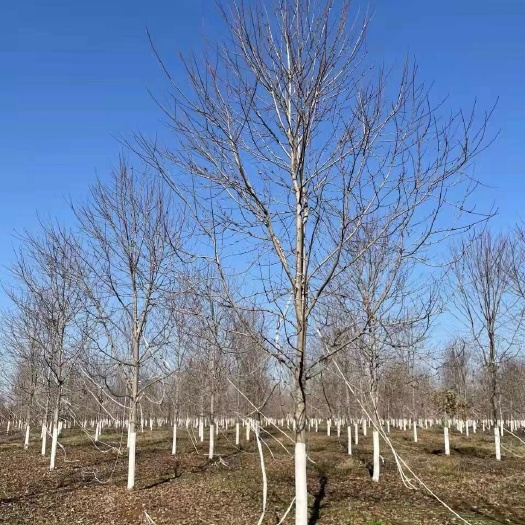 美国红枫 大红枫/10-15-18公分红枫批发种植基地