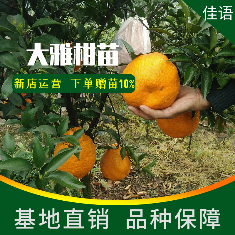 简阳市大雅柑苗 大雅柑树苗批发