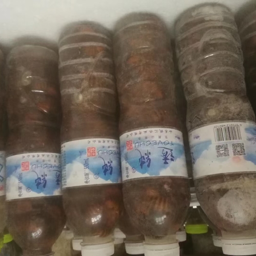 寿光市山东金蝉