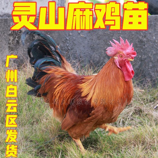 广州麻鸡苗 特种灵山麻 灵山麻1.5 灵山麻二鸡苗广西土鸡苗
